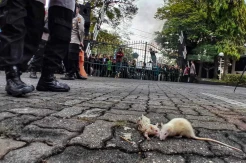 Demo Tolak Pengesahan UU Cipta Kerja, Mahasiswa Lempar Tikus ke Polisi