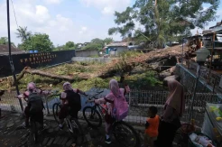 Pohon Berumur Ratusan Tahun Tumbang di Lokasi Wisata Umbul Lanse Boyolali