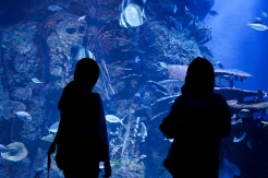 Menikmati Akhir Pekan di Jakarta Aquarium