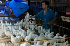 Harga Ayam Potong di Aceh Tembus Rp85 Ribu per Ekor