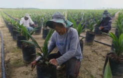 Menyambangi Perkebunan Musim Mas di Riau, Melihat Pabrik Kelapa Sawit Tanpa Limbah