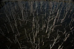 Ratusan Pohon Mangrove di Areal Teluk Kendari Mati