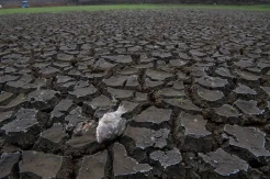 Potret Kekeringan Danau Cinere di Depok