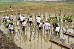 Tanam 1.000 Mangrove, REI DKI Jakarta Bersinergi Untuk Jakarta Hijau Ramah Lingkungan
