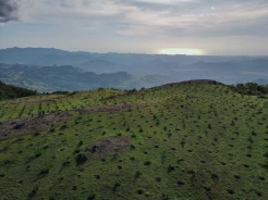 Melihat Penanaman Pinus di Lokasi Wisata Lappa Laona