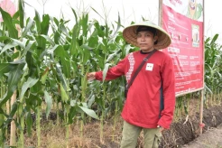 Jelang Pergantian Tahun, Petani Siap Penuhi Kebutuhan Jagung Manis
