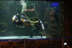 Sambut Imlek dan Libur Panjang, Sea World Tampilkan Pertunjukan Barongsai