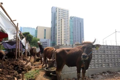 Penjualan Hewan Kurban di Jakarta