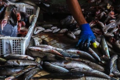 Potret Kampung Gabus Giling SIGGI Palembang