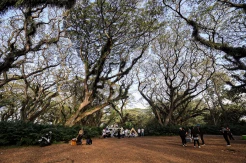 Wisata Hutan Pohon Trembesi De Djawatan Mirip ‘Lord Of The Rings’