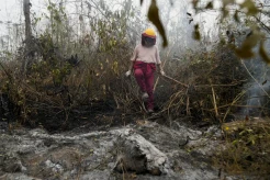 Kebakaran Hutan Parah Melanda Bolivia, Pemerintah Umumkan Status Darurat Nasional
