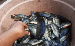 Budidaya Ikan Air Tawar di Danau Balang Tonjong