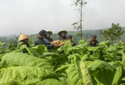 Kisah Inspiratif Karyawan SKT Sampoerna: Mengubah Tantangan Menjadi Peluang