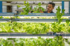 Kebun Vertikal Hidroponik di Jakarta Hasilkan 2 Ton Sayuran per Bulan