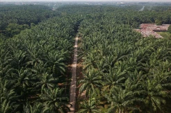 Produksi Sawit Nasional Diperkirakan Naik Jadi 49,8 Juta Ton di 2026