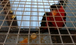Polda Jateng Gagalkan Penyelundupan 18 Burung Kasturi Kepala Hitam di Pelabuhan Juwana Pati