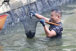 Ikan Sapu-Sapu Diburu di Setu Babakan, TNI AL Dikerahkan