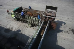 Ratusan Sapi Kurban dari NTT Tiba di Tanjung Priok Jelang Iduladha