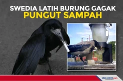 Swedia Latih Burung Gagak untuk Memungut Sampah