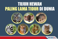 Ini 7 Hewan Paling Lama Tidur di Dunia, Ada yang 22 Jam Sehari