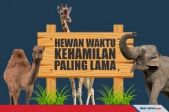 Berikut 9 Hewan dengan Waktu Kehamilan Paling Lama