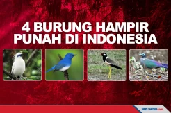 Tinggal Puluhan Ekor, 4 Burung yang Hampir Punah di Indonesia