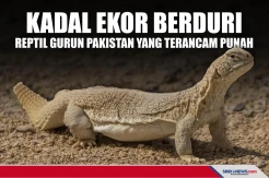 Kadal ekor berduri, Reptil Gurun Pakistan yang Terancam Punah