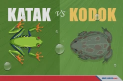 Serupa tapi Tak Sama, Ini Perbedaan Katak dan Kodok