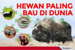 Hewan Paling Bau di Dunia, Nomor 5 Digunakan Mencari Pasangan
