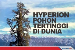 Hyperion, Pohon Paling Tinggi di Dunia yang Berusia Ratusan Tahun