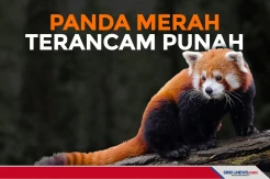 Tersisa 10.000 Ekor, Masa Depan Panda Merah Terancam Punah