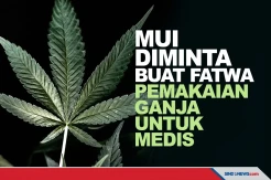 Wapres Minta MUI Buat Fatwa Penggunaan Ganja untuk Pengobatan