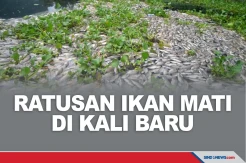 Ratusan Ikan Mati Misterius di Kali Baru, Jakarta Timur