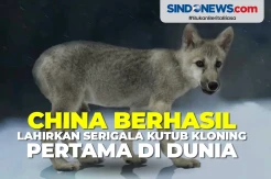 China Berhasil Lahirkan Serigala Kutub Kloning Pertama di Dunia