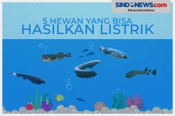 Awas Tersengat! Ini Daftar Hewan yang Bisa Menghasilkan Listrik