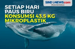 Setiap Hari Paus Biru Konsumsi 43,5 Kg Mikroplastik