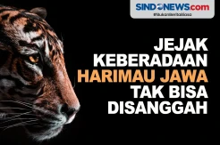 Ahli Tegaskan Jejak Keberadaan Harimau Jawa Tak Bisa Disanggah