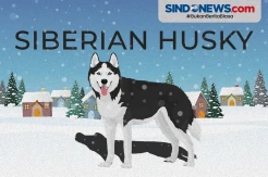 Mengenal Anjing Ras Siberian Husky yang Jarang Diketahui