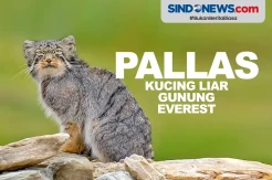 Ilmuwan Temukan Kucing Liar Langka di Gunung Everest