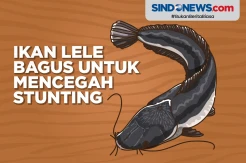 Kaya Kandungan Nutrisi, Ikan Lele Bagus untuk Mencegah Stunting