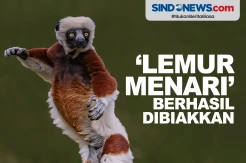 Lemur Menari dari Madagaskar Berhasil Dikembangbiakkan