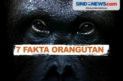 Fakta Unik Orangutan yang Keberadaannya Hampir Punah