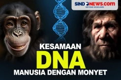 Persentase Kesamaan DNA antara Manusia dengan Monyet