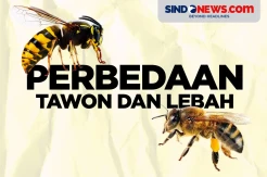 Terlihat Serupa, Berikut Perbedaan Antara Tawon dan Lebah