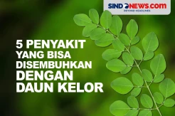 5 Penyakit yang Bisa Disembuhkan dengan Daun Kelor