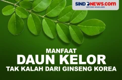 Daun Kelor Memiliki Manfaat yang Tak Kalah dengan Ginseng Korea
