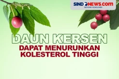 Daun Kersen Berkhasiat Menurunkan Kolesterol Tinggi