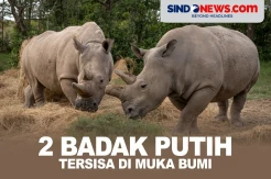 Di Ambang Kepunahan, Ini Badak Putih yang Tersisa di Bumi