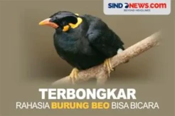 Terbongkar, Rahasia Burung Beo Bicara Layaknya Manusia