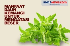 Jarang Diketahui, Manfaat Daun Kemangi Bisa Mengatasi Beser